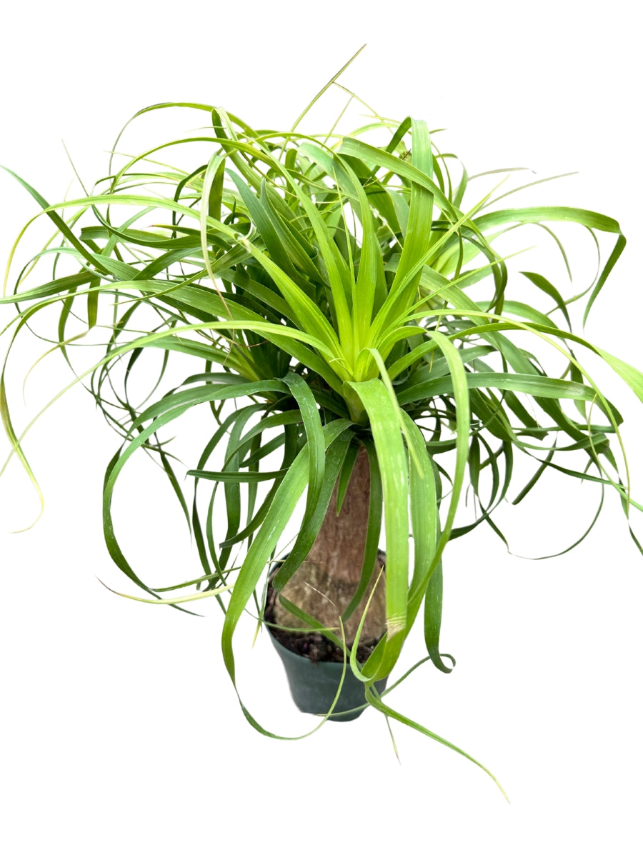Ponytail Palm Beaucarnea 6"