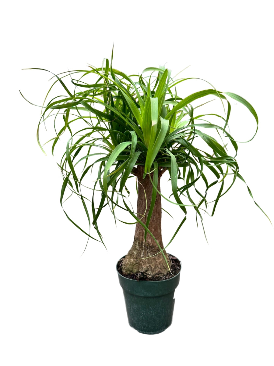Ponytail Palm Beaucarnea 6"