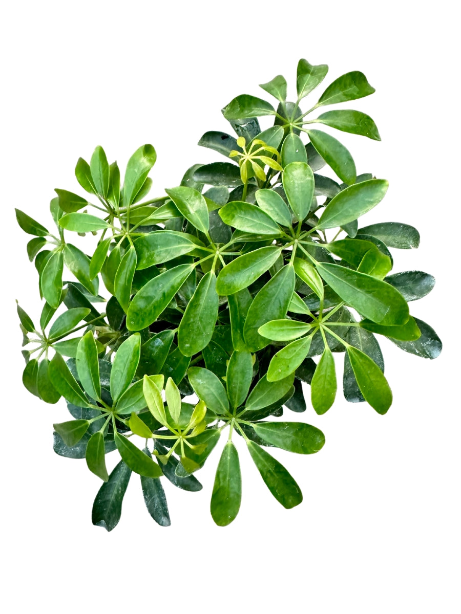 Schefflera 4