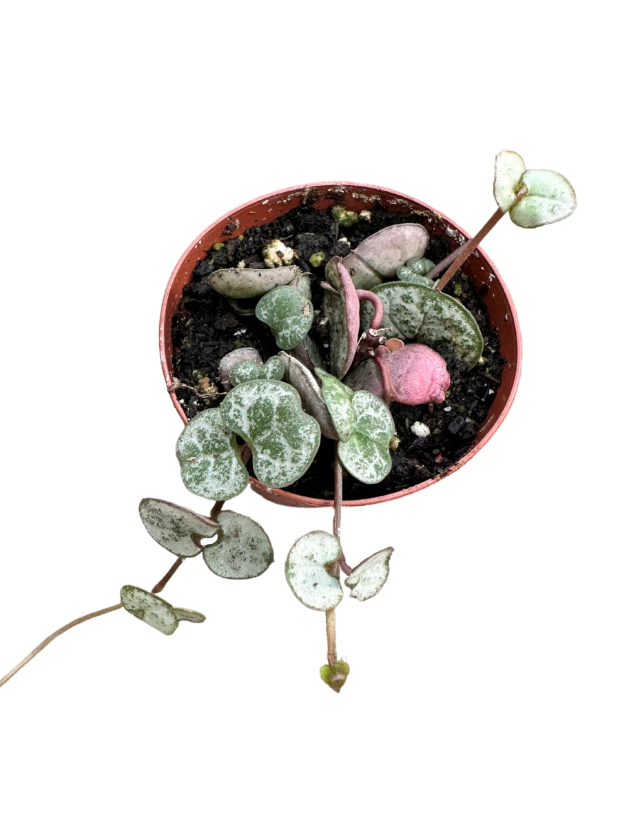 String of Hearts - 2"
