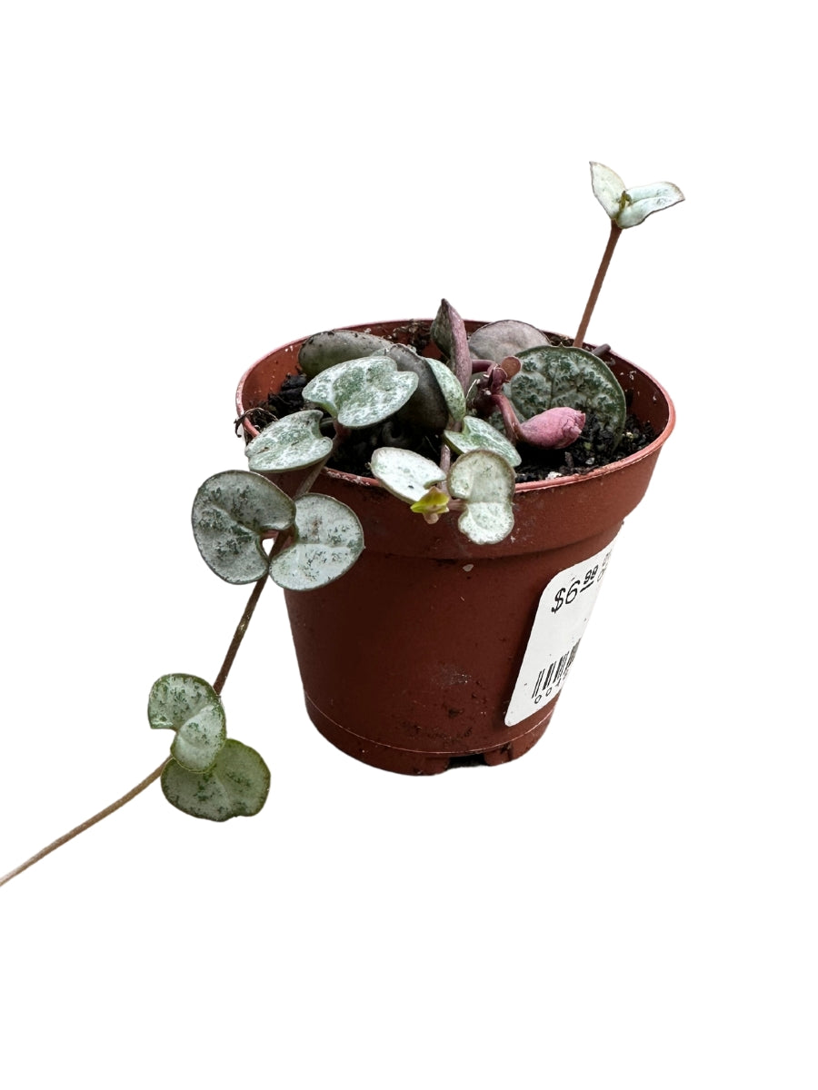 String of Hearts - 2"