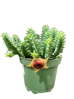 Lifesaver Cactus 4"