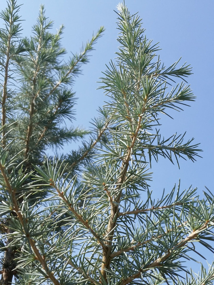 Cedrus Deodar 'Electra Blue' 5-6'