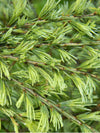 Cedrus Deodara 'Karl Fuchs' 5-6'