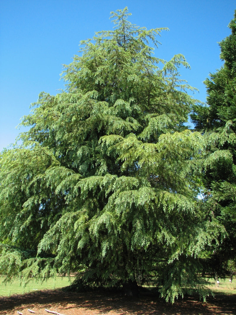 Cedrus Deodara 'Karl Fuchs' 5-6'