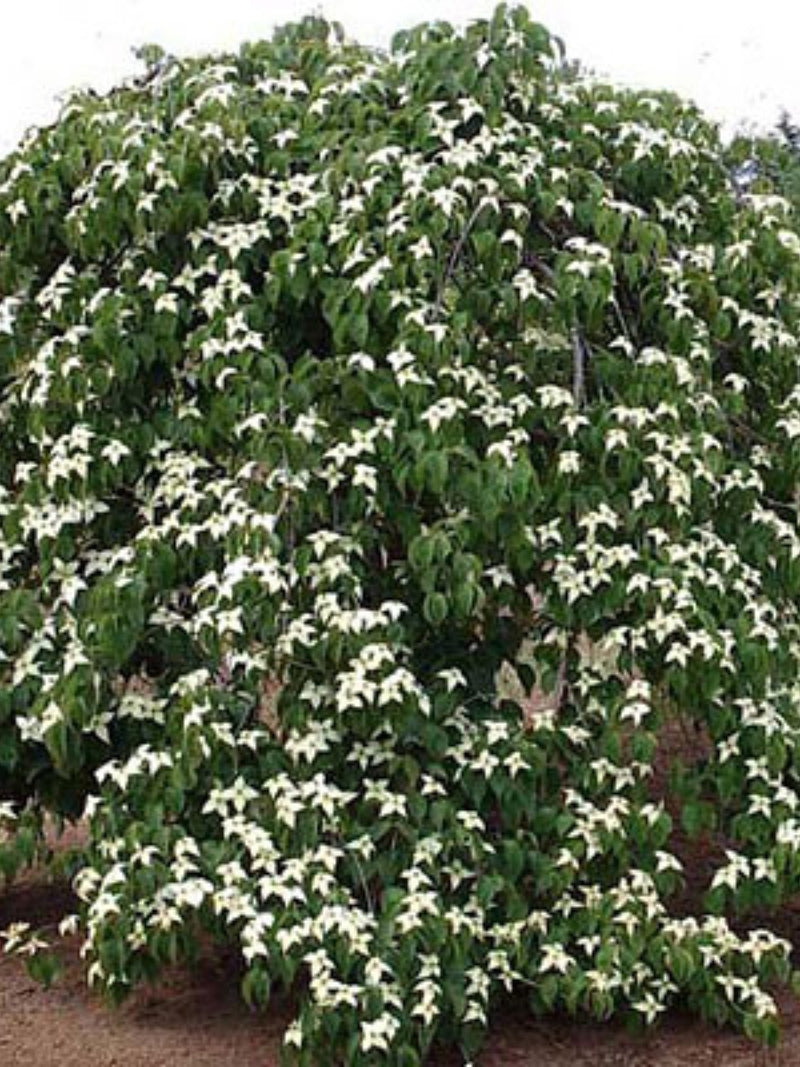 Cornus florida 'Pendula' 3-4' | Dogwood