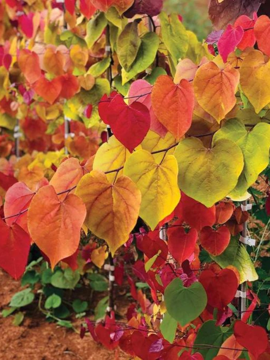 Cercis canadensis 'Flame Thrower' | Rosebud 7 Gallon