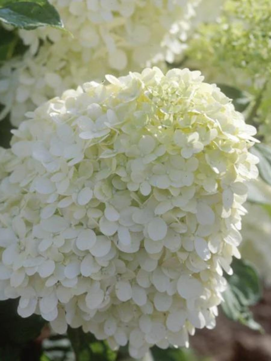 Hydrangea Panicle Tree | Limelight