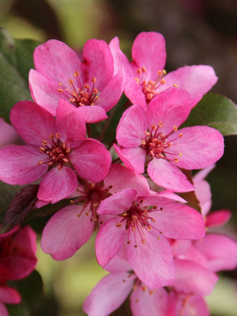 Malus 'Ruby Dayze' | Flowering Crabapple