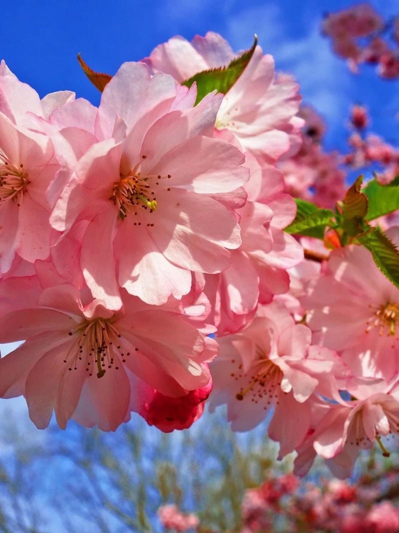 Prunus 'Amanogawa' | Flowering Cherry