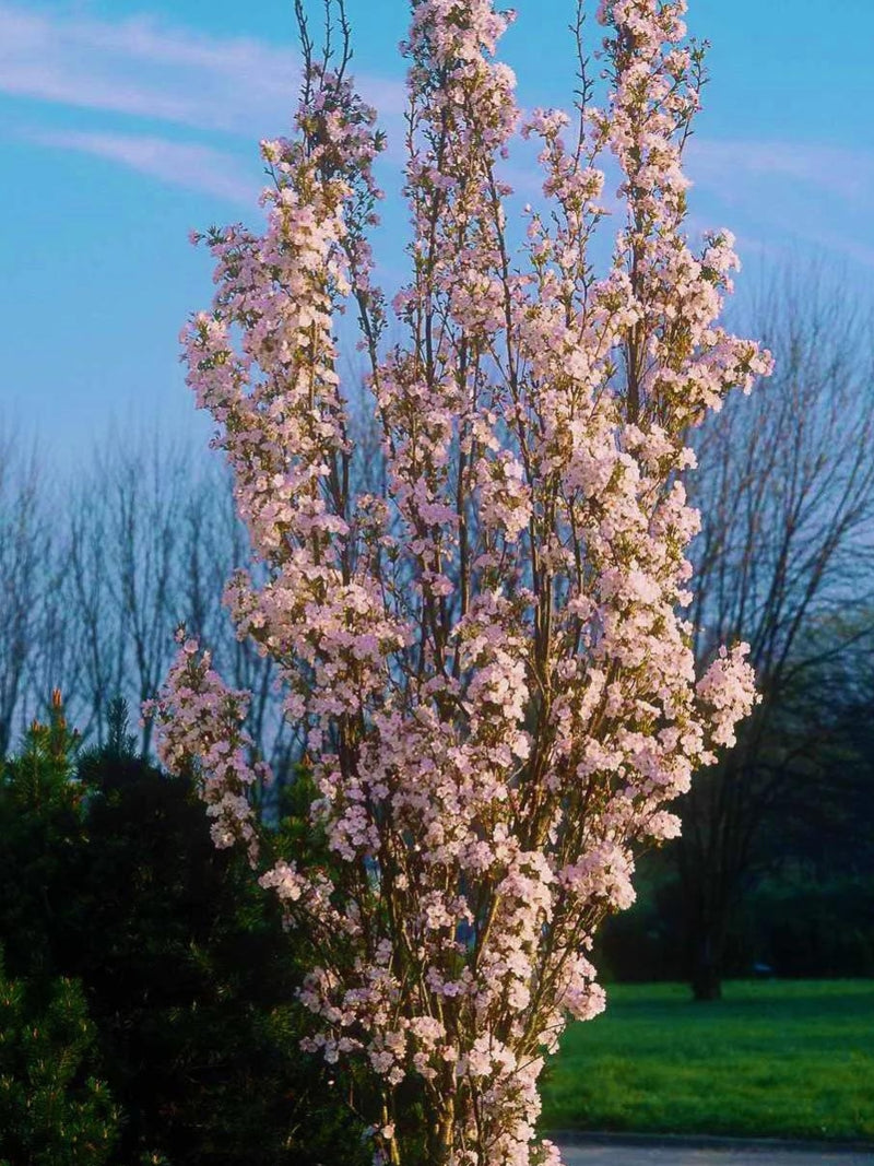 Prunus 'Amanogawa' | Flowering Cherry