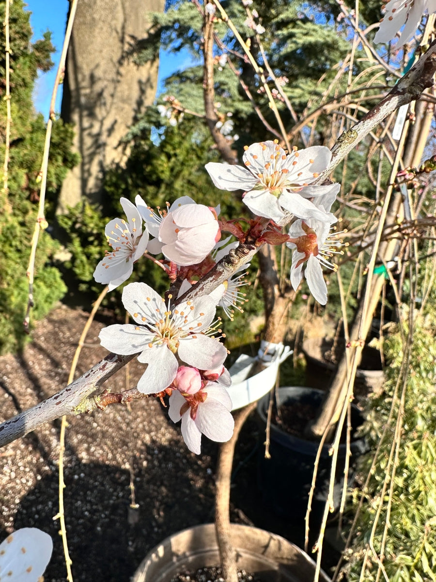 Prunus 'Cripoizam' Crimson Point | Flowering Plum