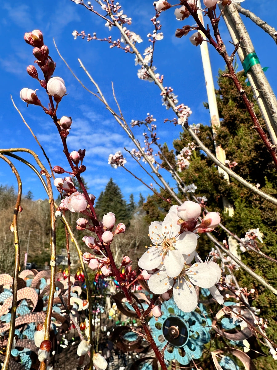 Prunus 'Cripoizam' Crimson Point | Flowering Plum