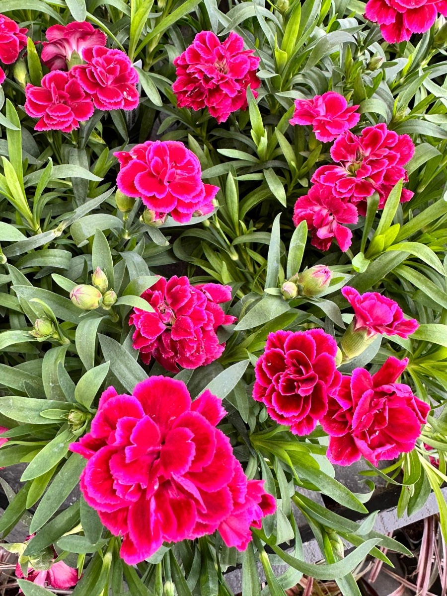 Dianthus Oscar Violet & Pink Qt