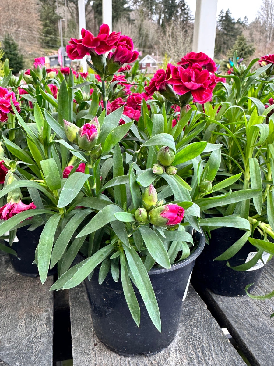 Dianthus Oscar Violet & Pink Qt