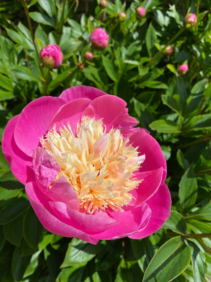 Peony 'Bowl of Beauty' 2G