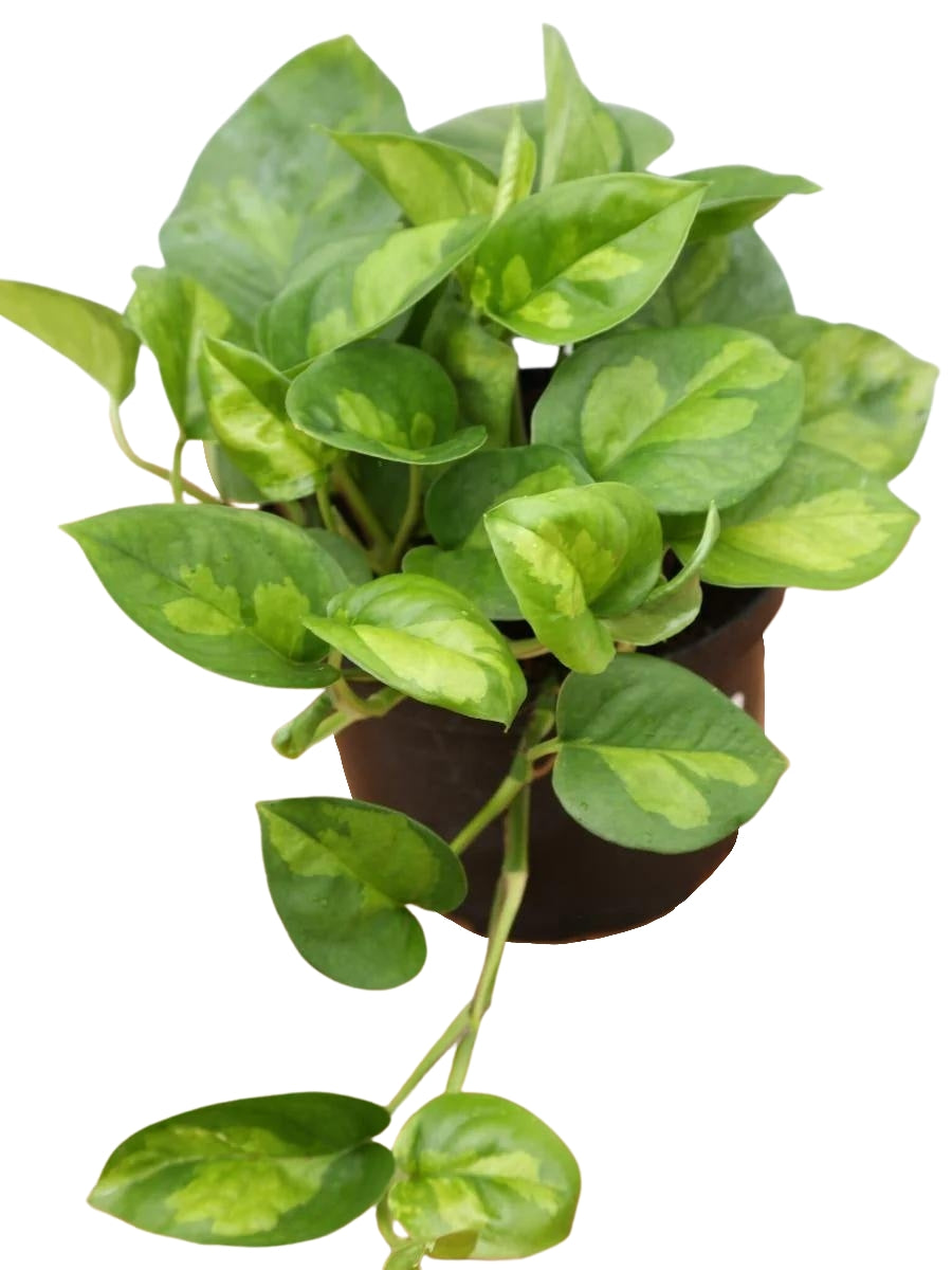 Pothos 'Global Green' 6