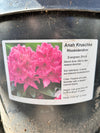 Rhododendron 'Anah Kruschke' 5G