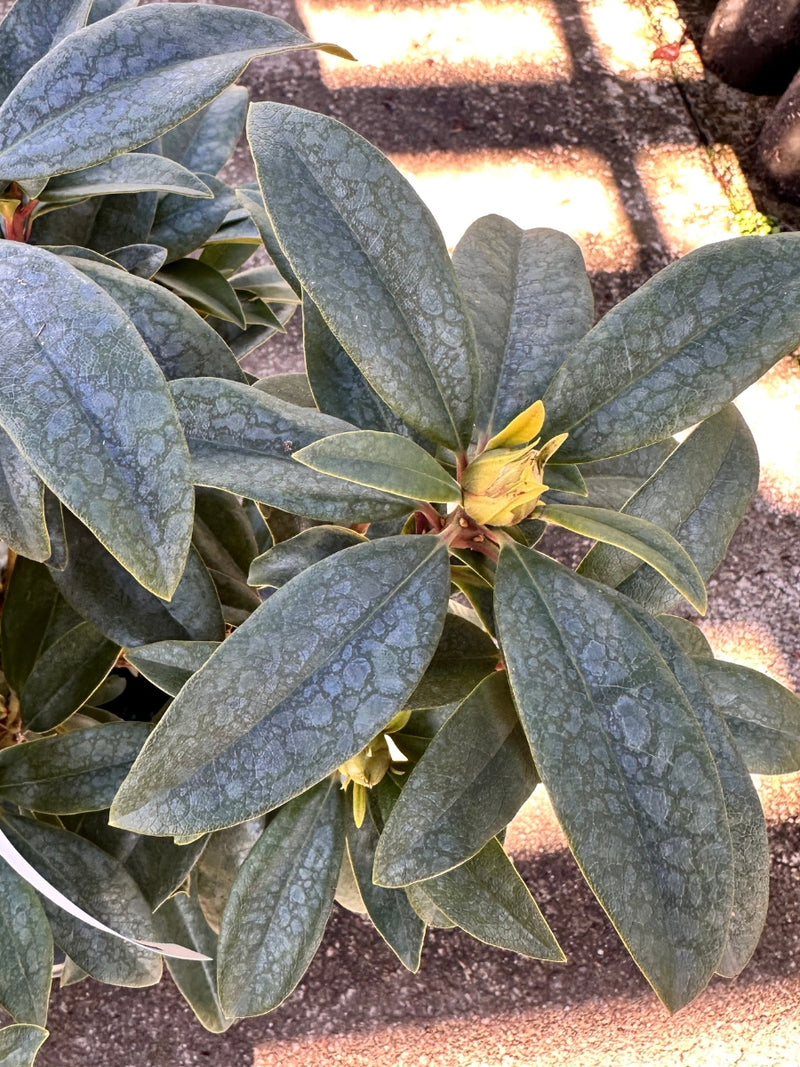 Rhododendron 'Anah Kruschke' 5G
