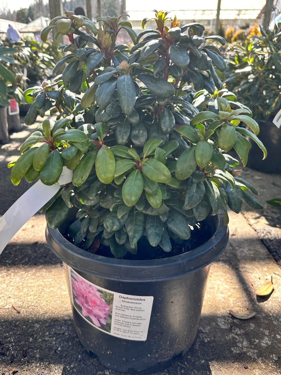 Rhododendron 'Daphnoides' 5G