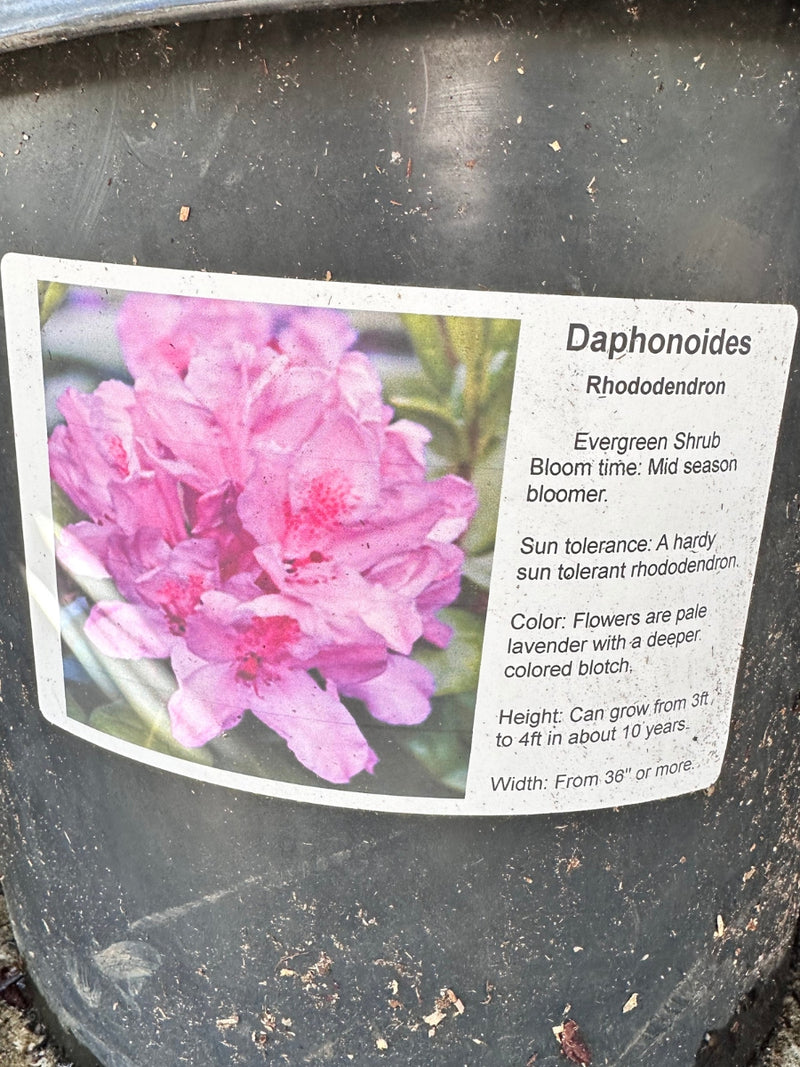 Rhododendron 'Daphnoides' 5G