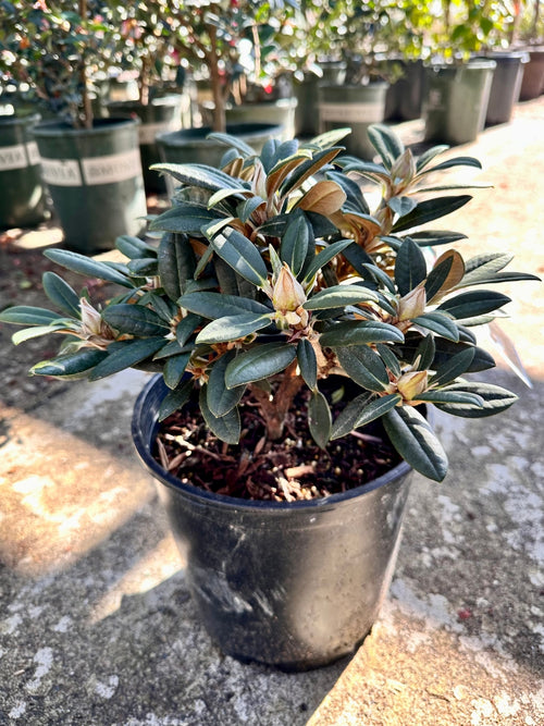 Rhododendron 'Fred G Peste' 2G