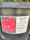 Rhododendron 'Golden Gate'