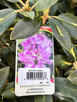 Rhododendron 'Goldflimmer'