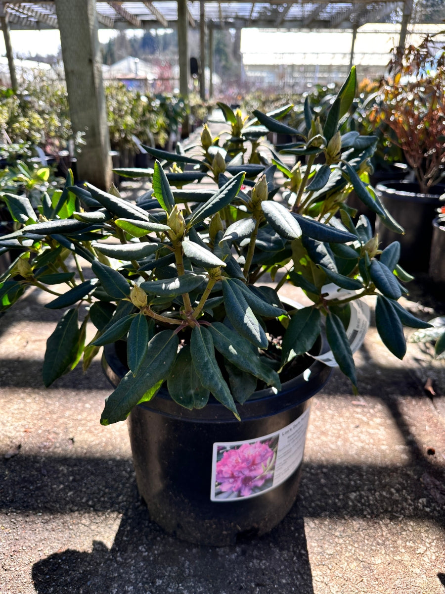 Rhododendron 'Lee's Dark Purple'