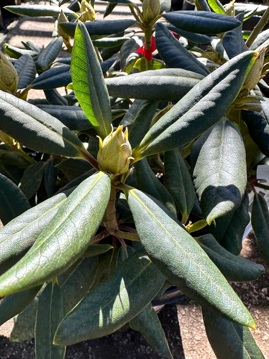 Rhododendron 'Lee's Dark Purple'