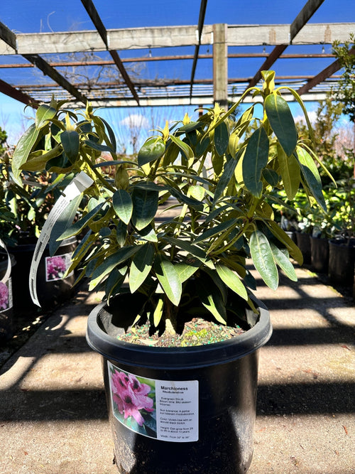 Rhododendron 'Marchioness' 6G