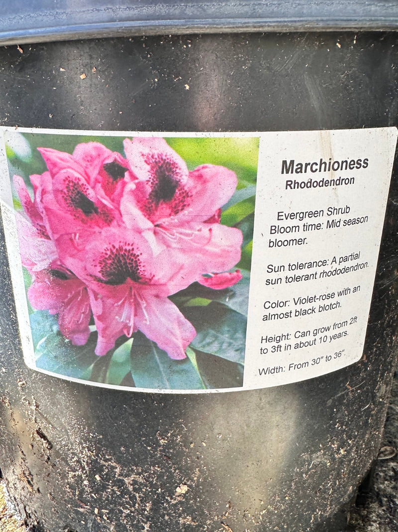 Rhododendron 'Marchioness' 6G
