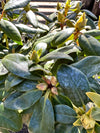 Rhododendron 'Minnetonka'