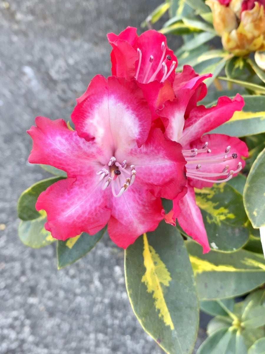 Rhododendron 'President Roosevelt' 2G