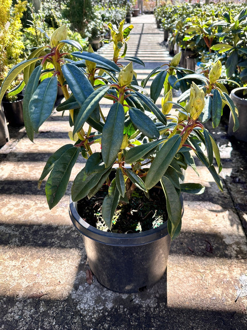 Rhododendron 'Sappho' 5G