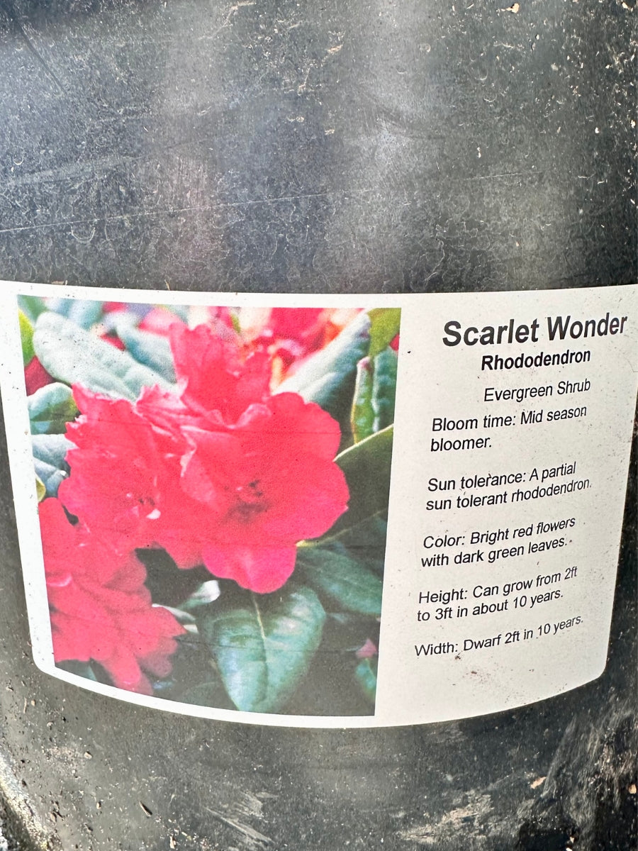 Rhododendron 'Scarlet Wonder' 5G