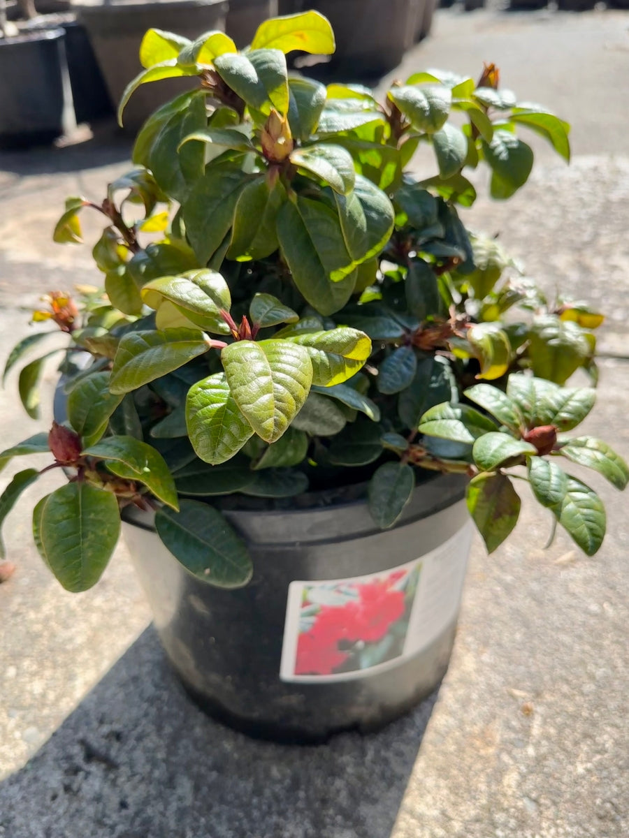 Rhododendron 'Scarlet Wonder' 5G