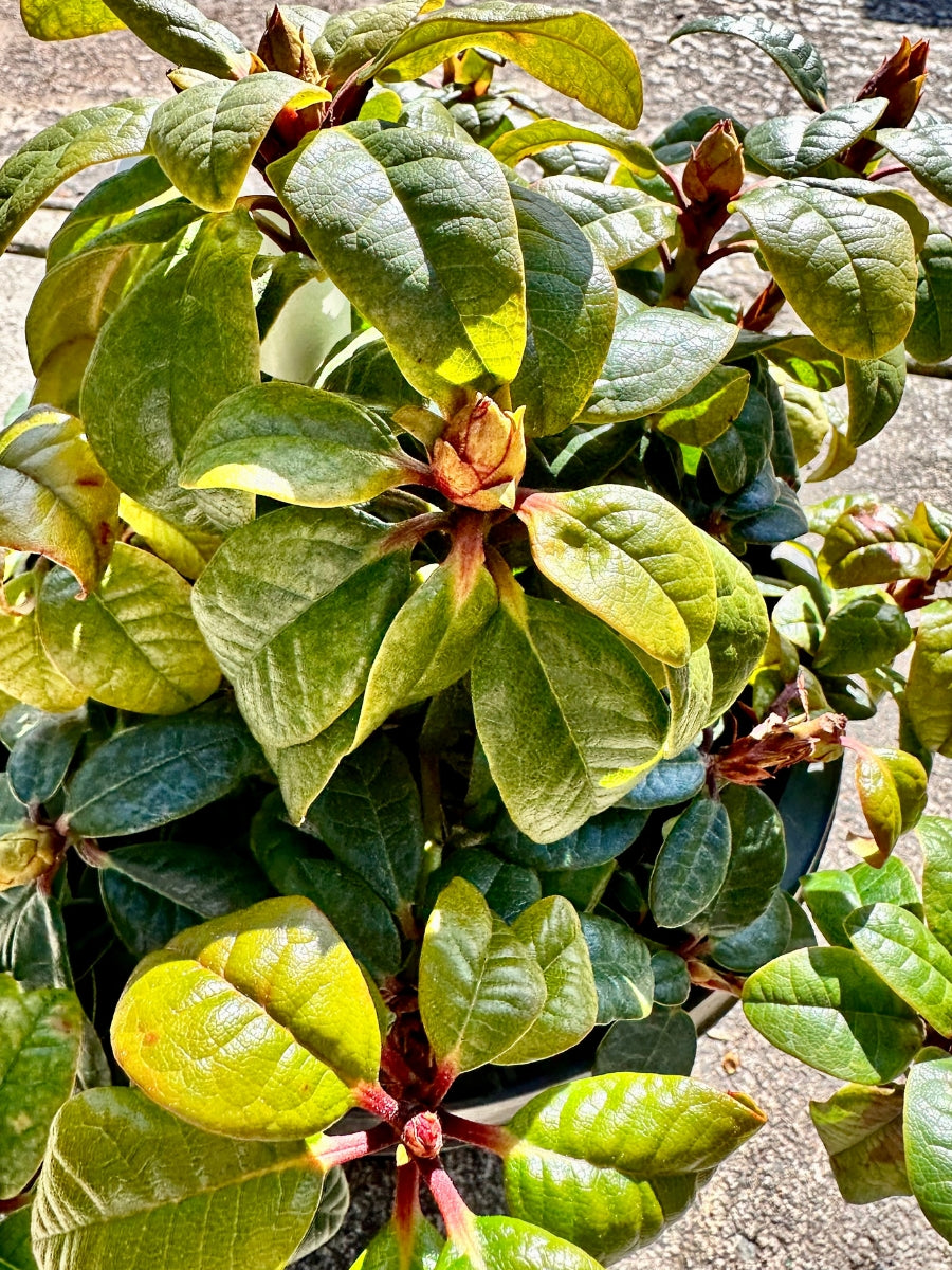 Rhododendron 'Scarlet Wonder' 5G