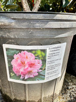 Rhododendron 'Scintillation' 5G