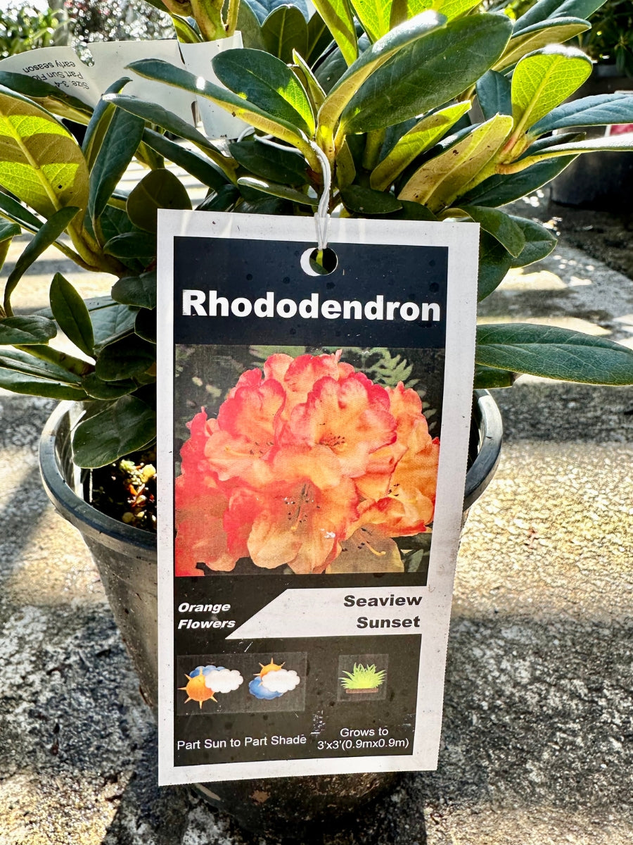 Rhododendron 'Seaview Sunset'