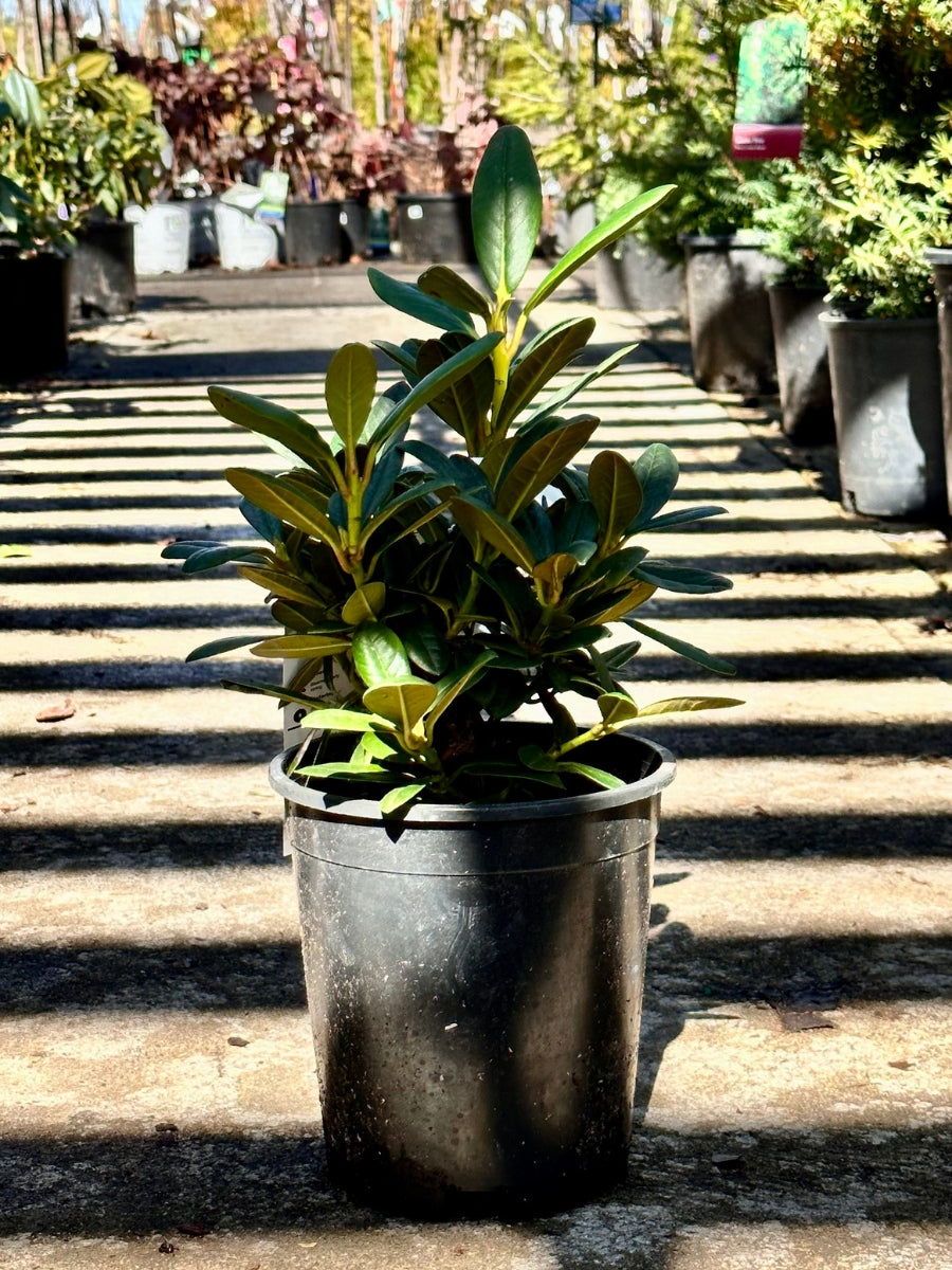 Rhododendron 'Seaview Sunset'