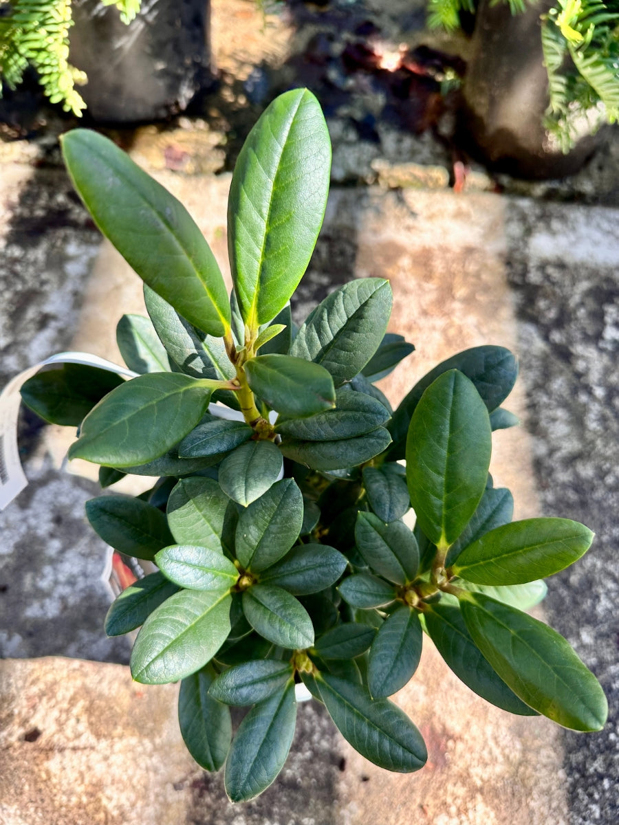 Rhododendron 'Seaview Sunset'