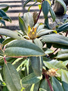 Rhododendron 'Sefton'