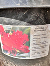 Rhododendron 'Vivacious' 5G