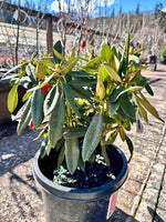 Rhododendron 'Vivacious' 5G