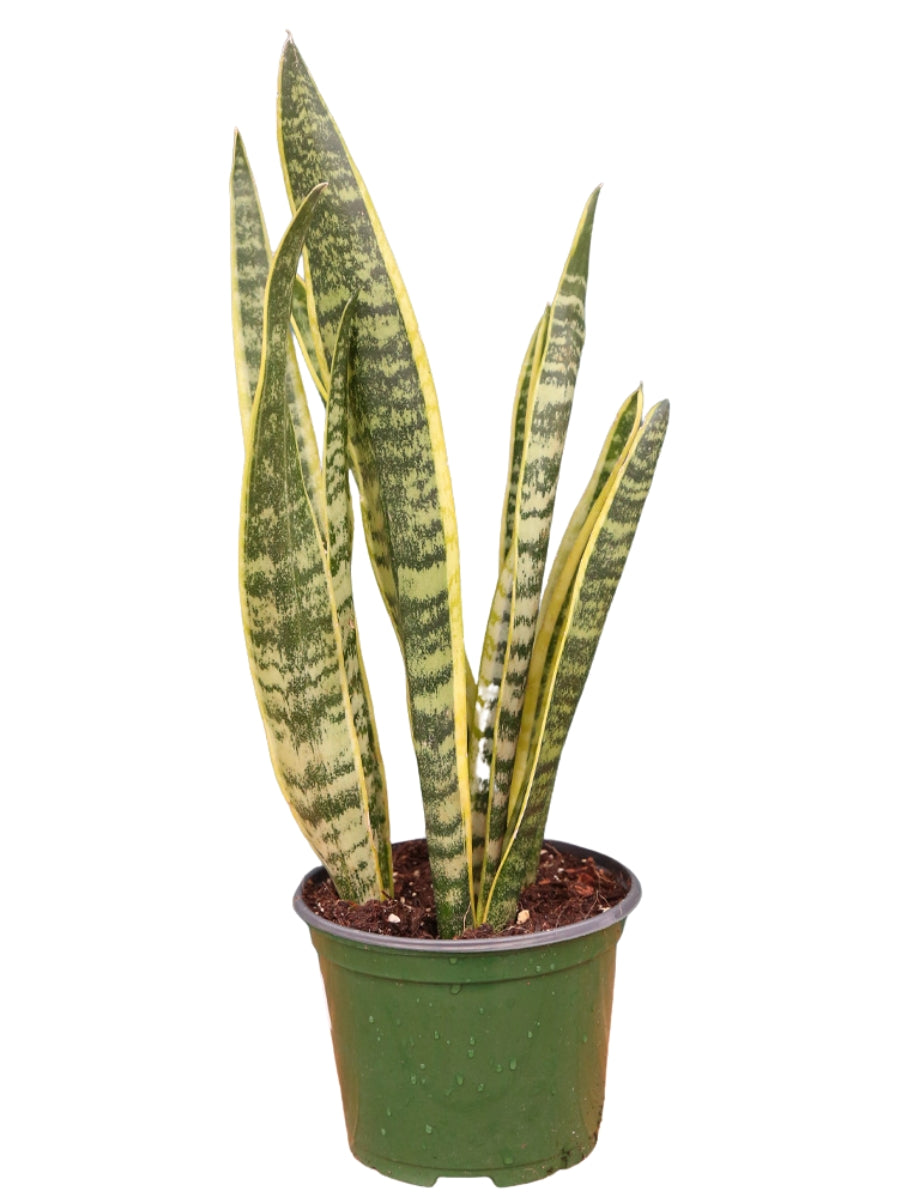 Sansevieria Laurentii 6