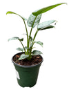 Schismatoglottis Sarawek 4"