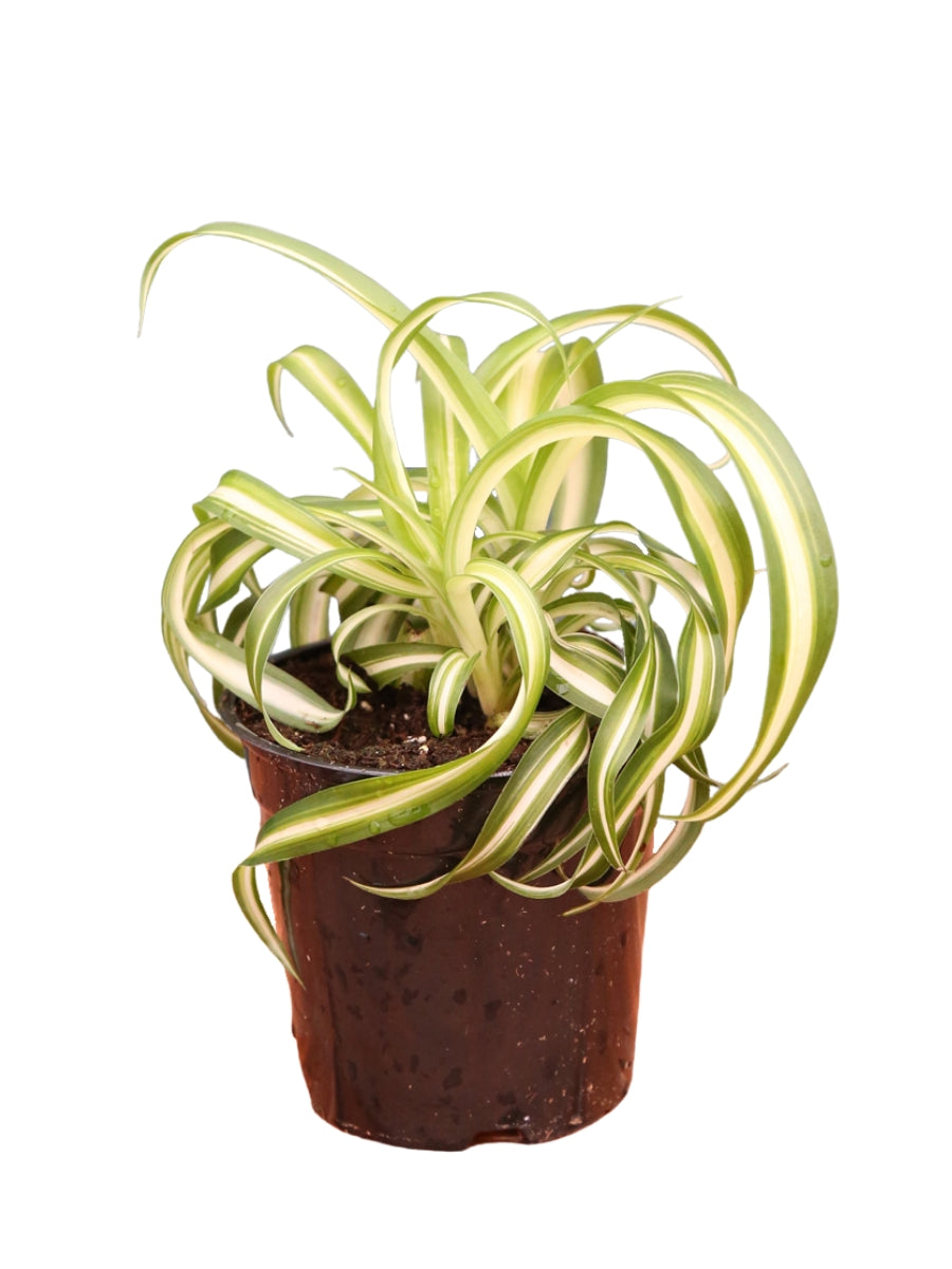 Spider Plant 4