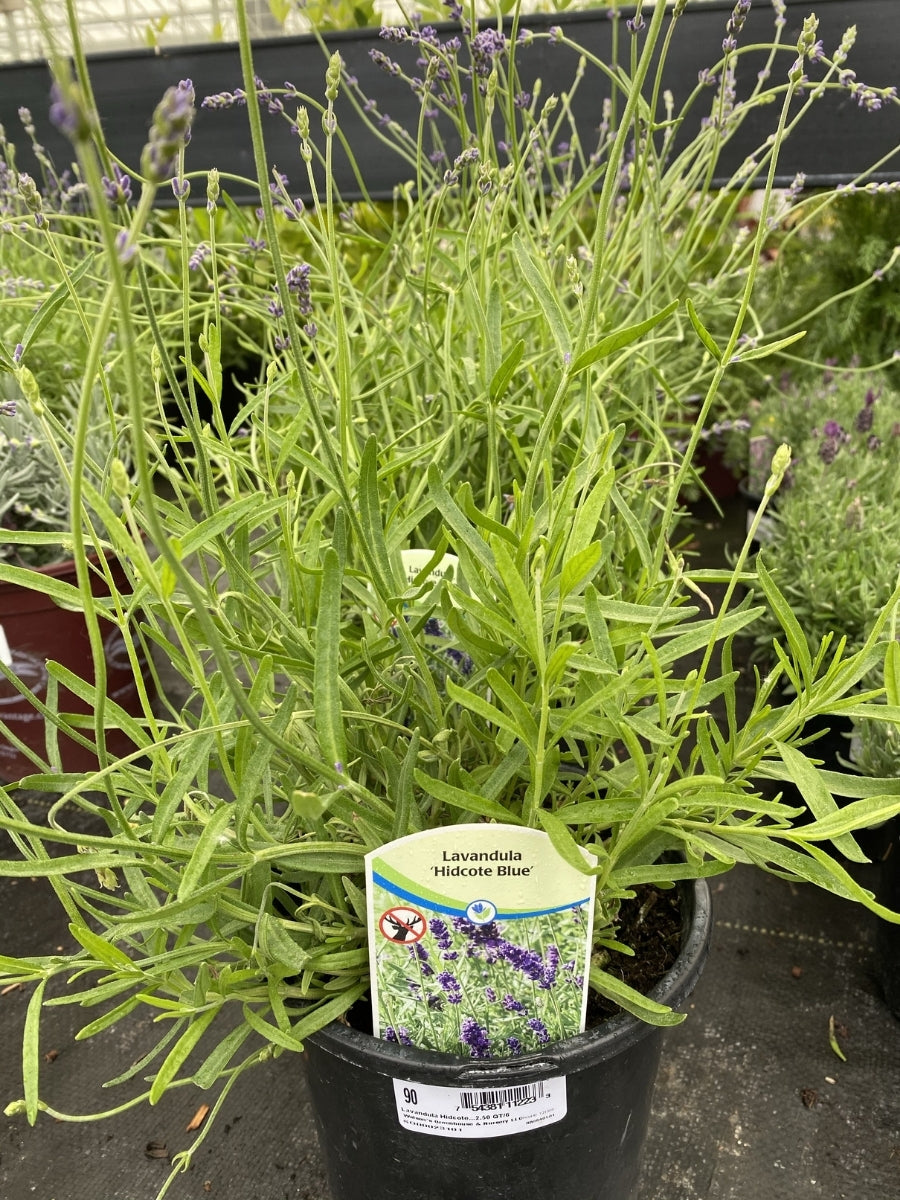 buy lavender hidcote plants English Lavender