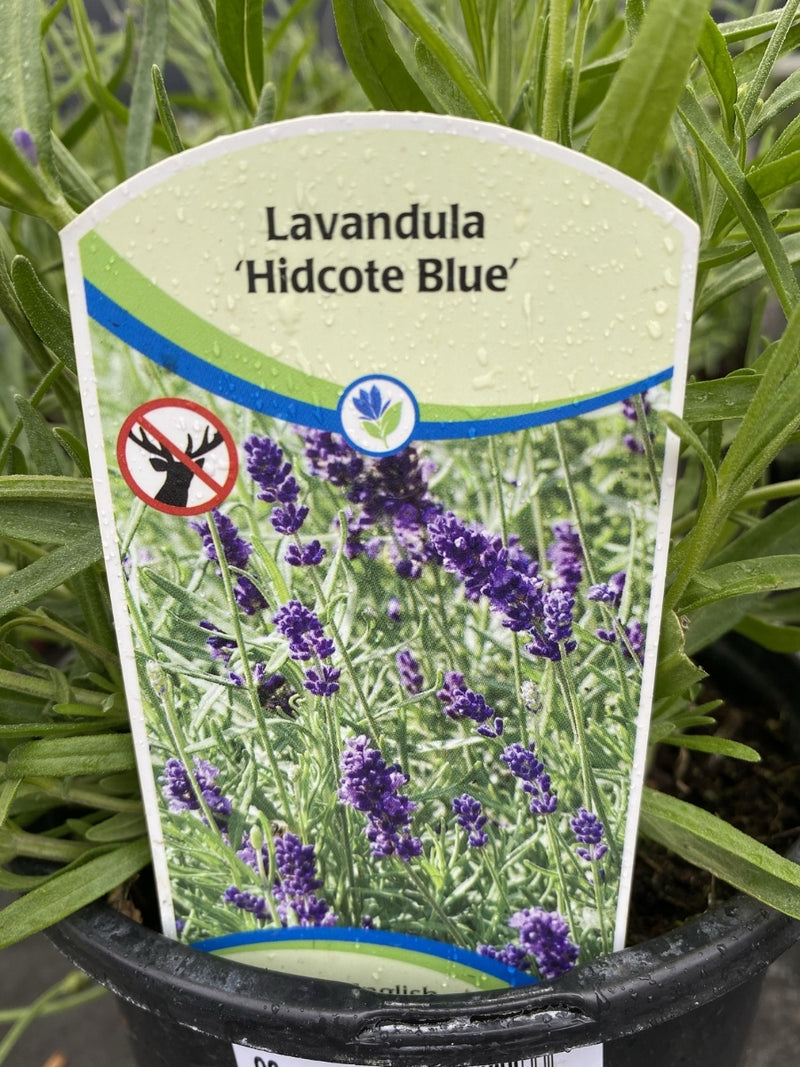 English Lavender | Hidcote